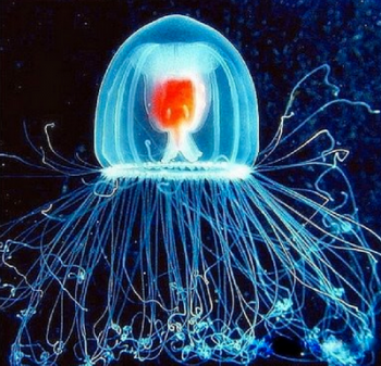 Immortal jellyfish